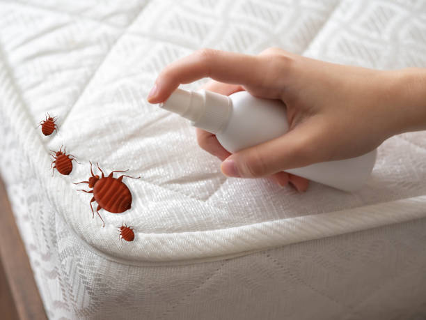 Best Emergency Pest Control  in Weldon, CA